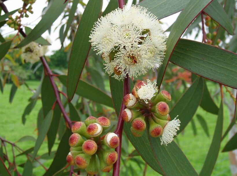 Eukalyptus